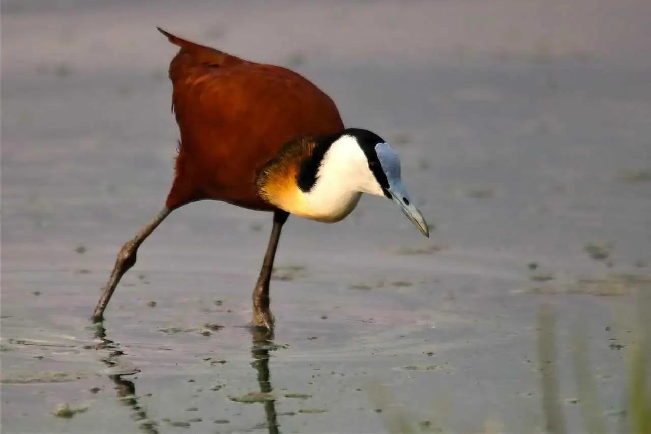 African Jacana